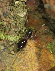 Oedignatha