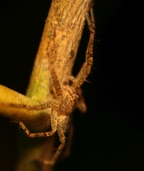 Pseudopoda