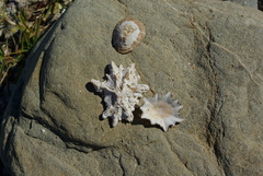 Scutellastra longicosta