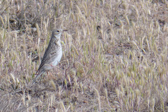 Anthus hellmayri