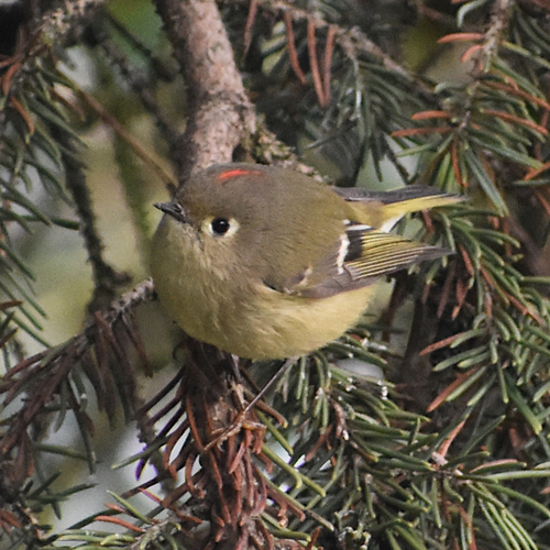 Ruby-crowned Kinglet photographed in Oregon