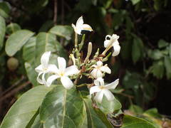 Saba senegalensis image