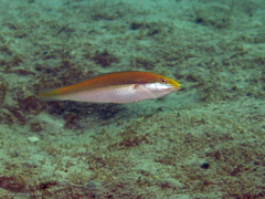 Stethojulis interrupta