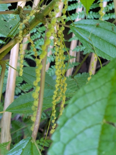 Boehmeria virgata observed 2025-12-20