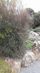 Coprosma propinqua