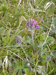 Oxytropis erecta