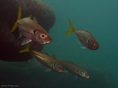 Trachurus novaezelandiae
