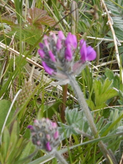 Oxytropis erecta