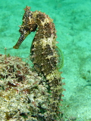 Hippocampus whitei
