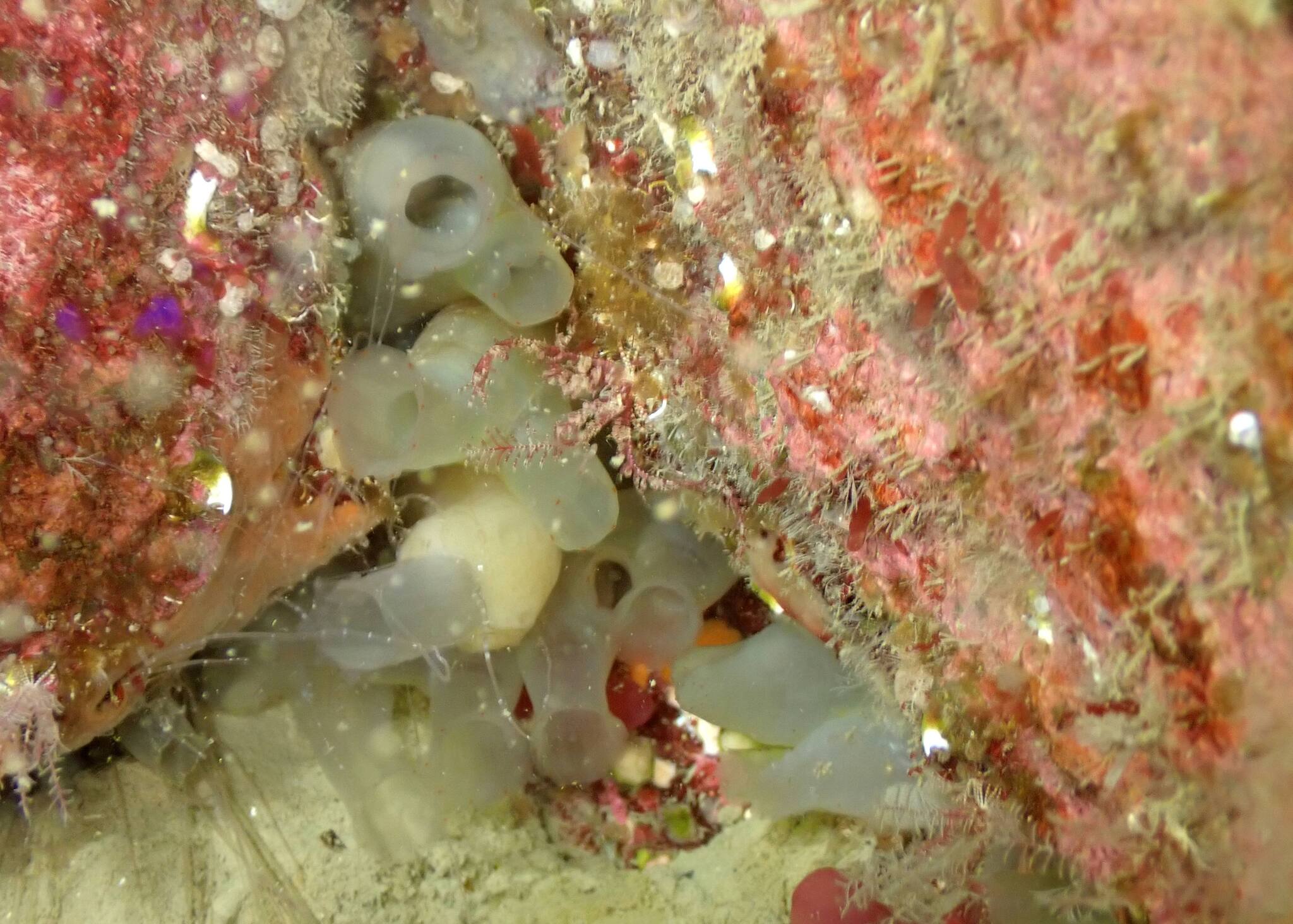 Ciona intestinalis (Linnaeus, 1767)