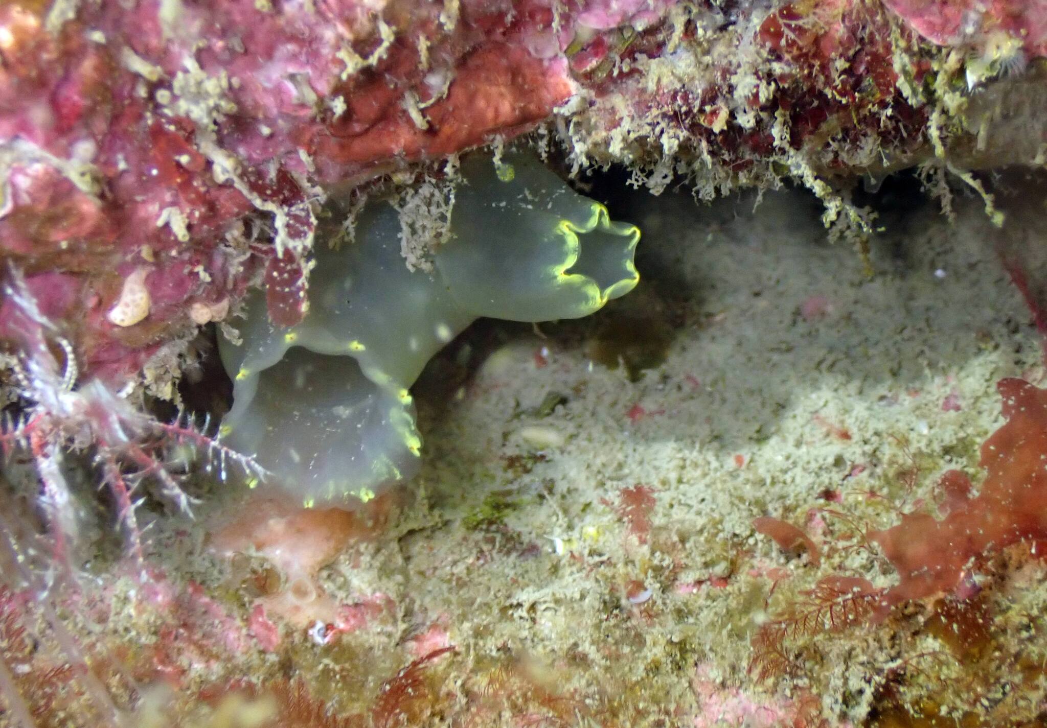 Ciona intestinalis (Linnaeus, 1767)