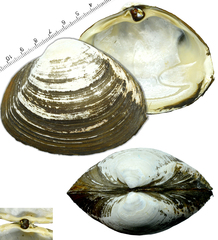 Spisula sachalinensis