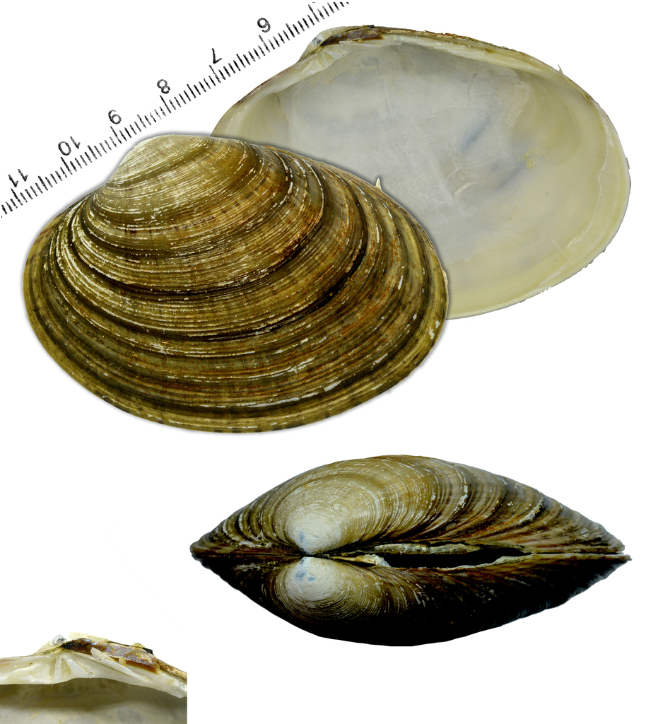 Ezocallista