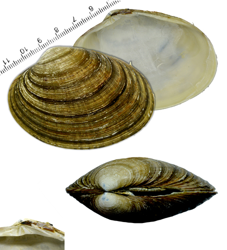 Ezocallista brevisiphonata