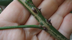 Zanthoxylum petiolare