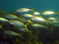 Trachurus novaezelandiae