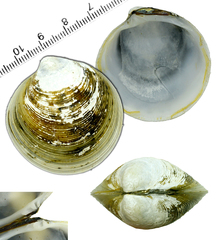 Cyclina sinensis