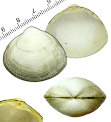 Mactra quadrangularis