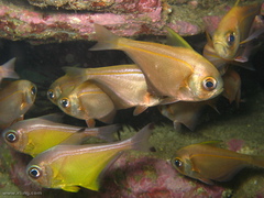 Pempheris compressa