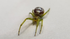 Bijoaraneus praesignis