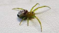 Bijoaraneus praesignis