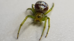 Bijoaraneus praesignis