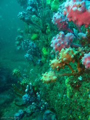 Halisarca australiensis