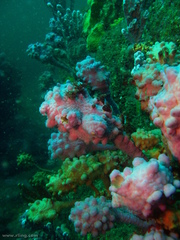 Halisarca australiensis