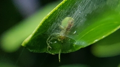 Bijoaraneus praesignis