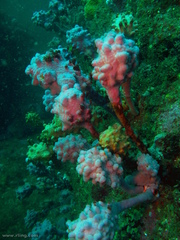 Halisarca australiensis