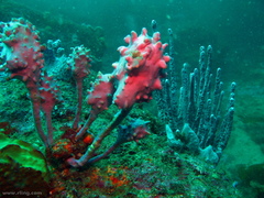 Halisarca australiensis