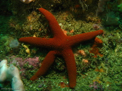 Fromia polypora