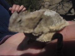 Phrynosoma taurus