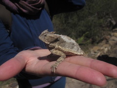 Phrynosoma taurus