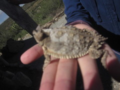Phrynosoma taurus