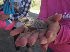 Phrynosoma taurus