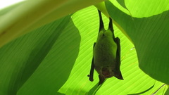 Macronycteris vittatus