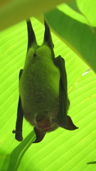 Macronycteris vittatus