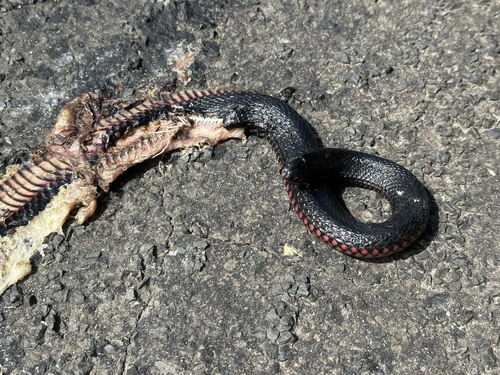 Red-bellied Black Snake sighting