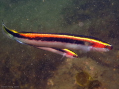 Trachinops taeniatus