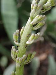 Sansevieria senegambica image