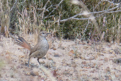 Ochetorhynchus phoenicurus