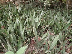 Sansevieria senegambica image