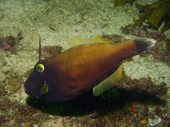 Eubalichthys bucephalus