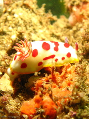 Goniobranchus splendidus