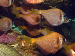 Pempheris compressa