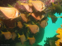 Pempheris compressa