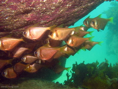 Pempheris compressa