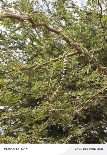 Egyptian acacia