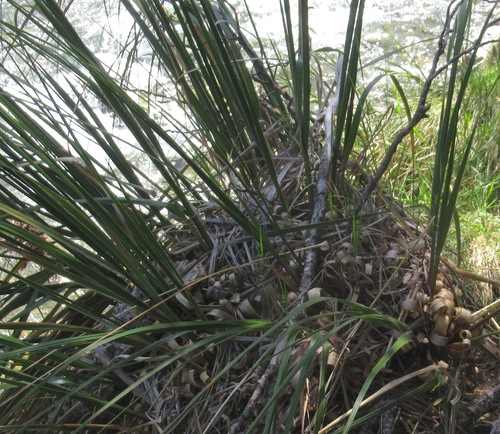 Chionochloa flavescens ssp. lupeola